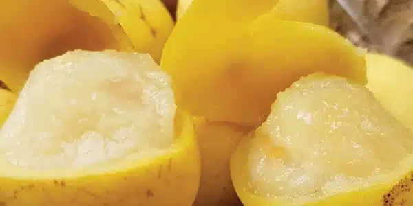 marula-fruitcropped